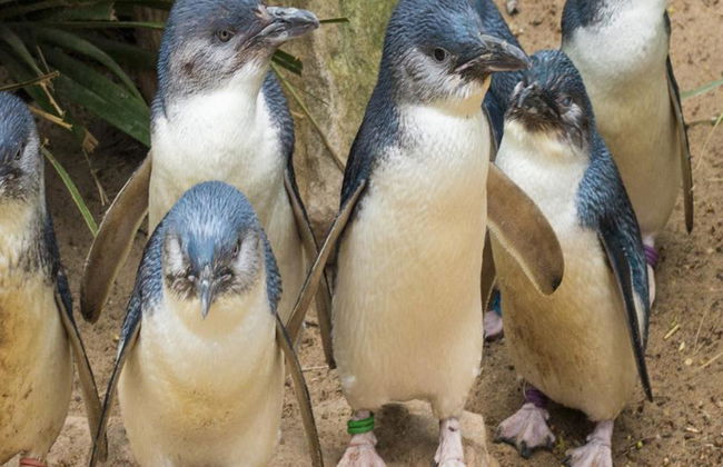 Desfile de pingüinos y fauna salvaje de Phillip Island - Tour de un día entero - Foto 6